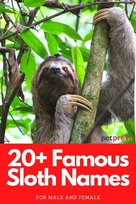 famous sloth names